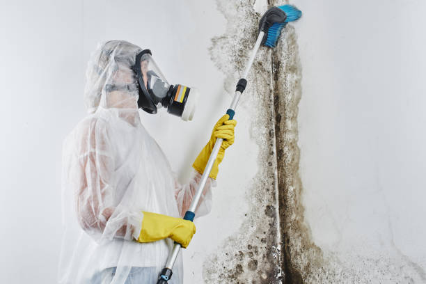 Best Best Mold Removal Companies  in Emporia, KS