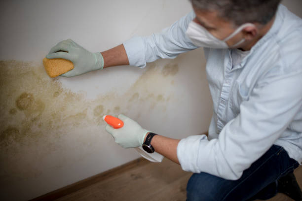 Best Mold Damage Repair  in Emporia, KS