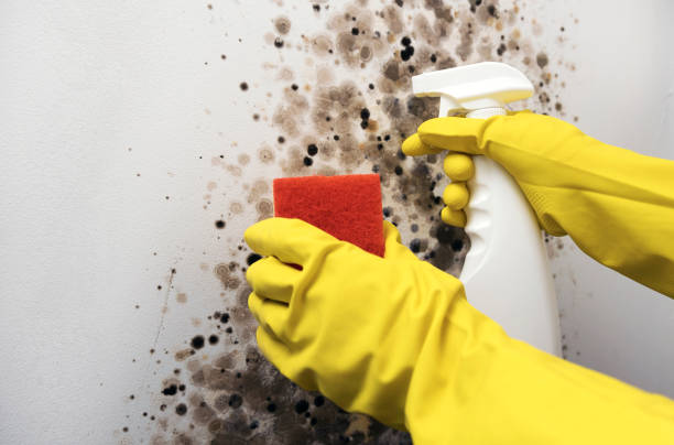 Best Certified Mold Removal  in Emporia, KS