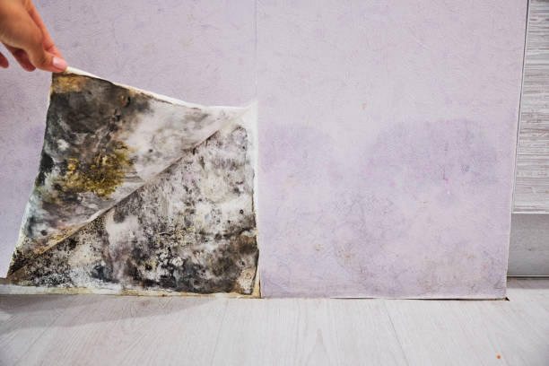 Best Professional Mold Removal  in Emporia, KS